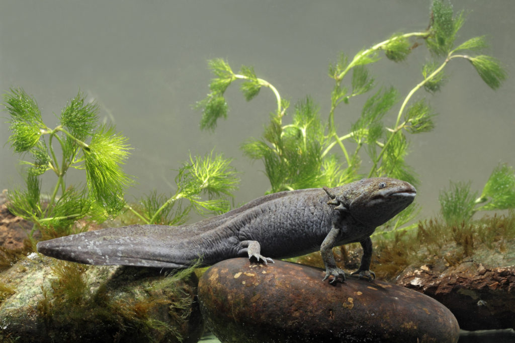 Axolotl (Mexikansk Salamander) | Magasin