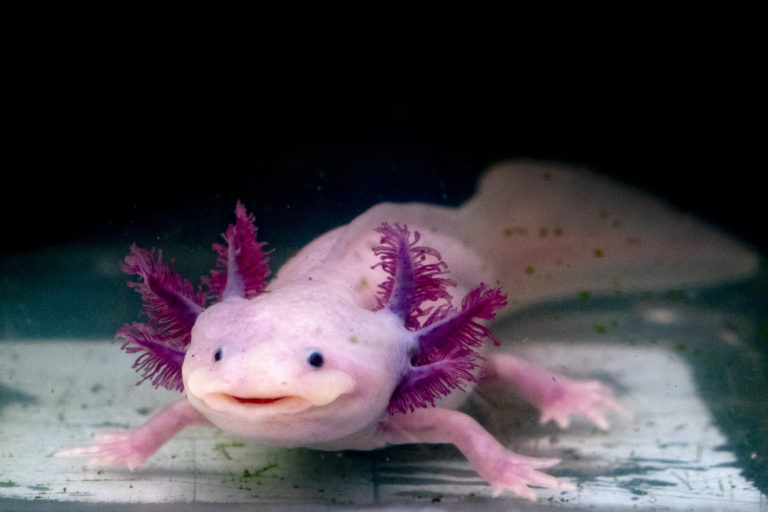 axolotl mexican salamander