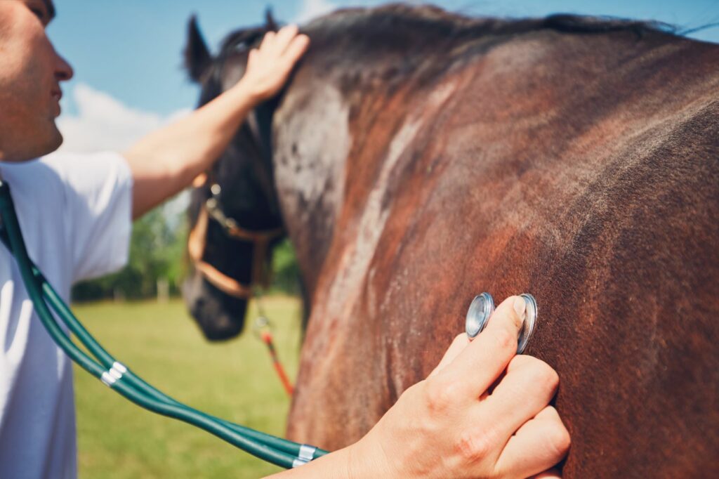 Häst blir kollad av veterinär innan köp