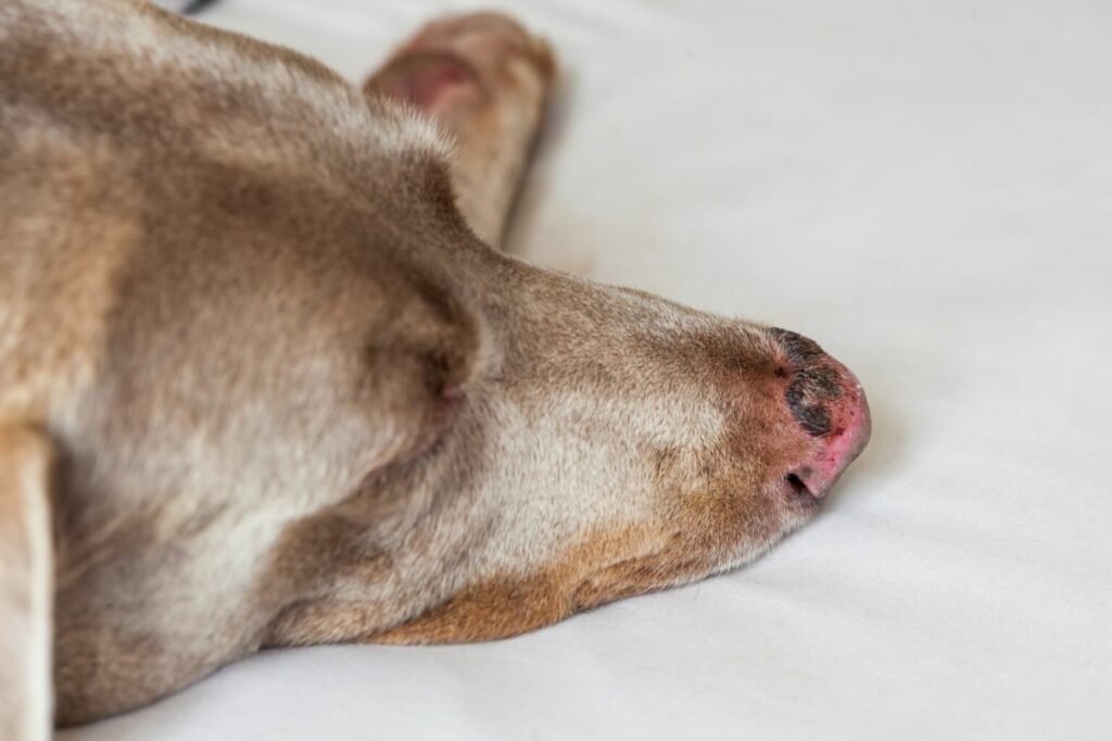 solbränd hund