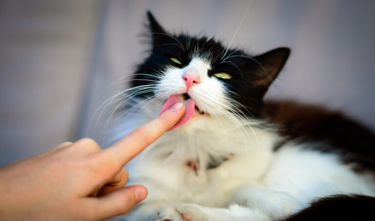 En svart/vit katt slickar ett finger
