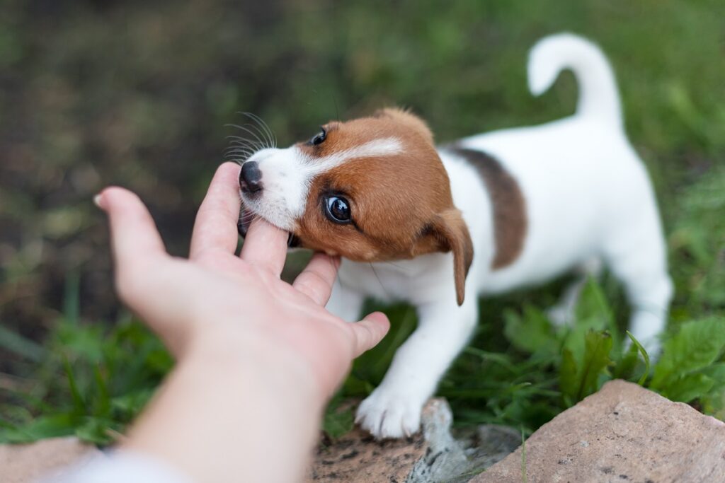 Cheerful puppy Jack Russell terrier playfully biting the fingers of its owner.