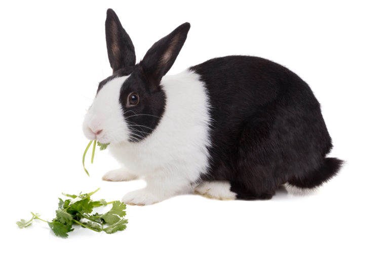 Kaninens matsmältning