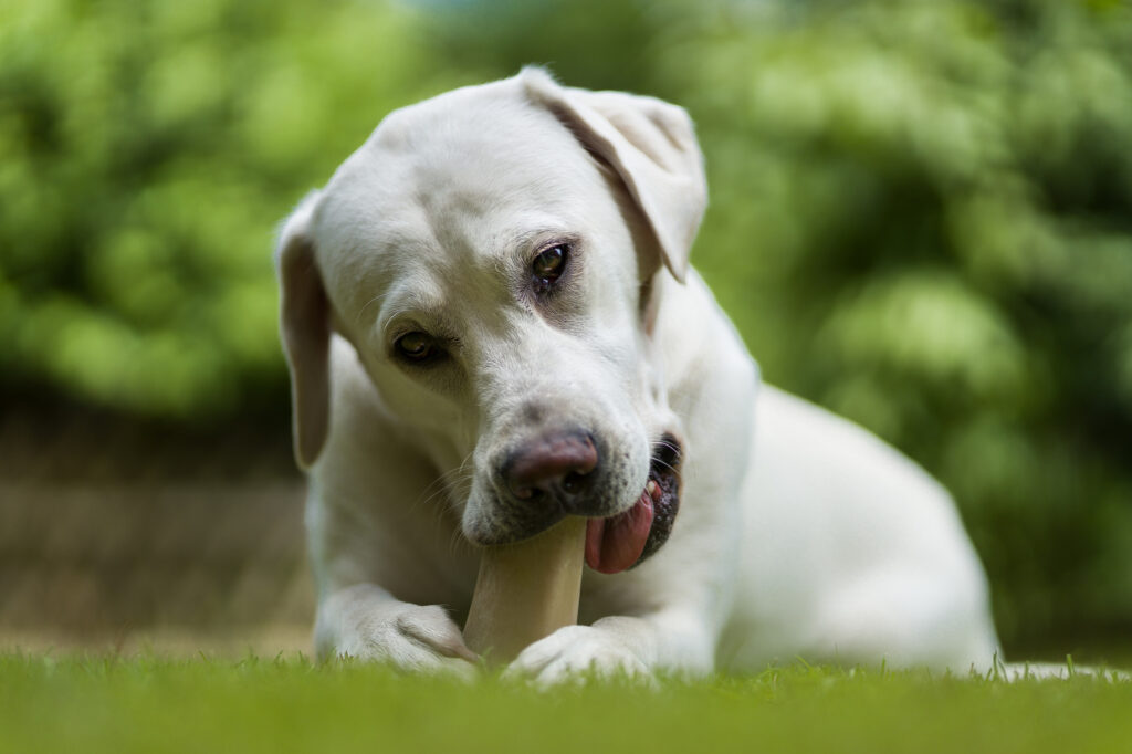welpe_beisst2 valp äter på hundben