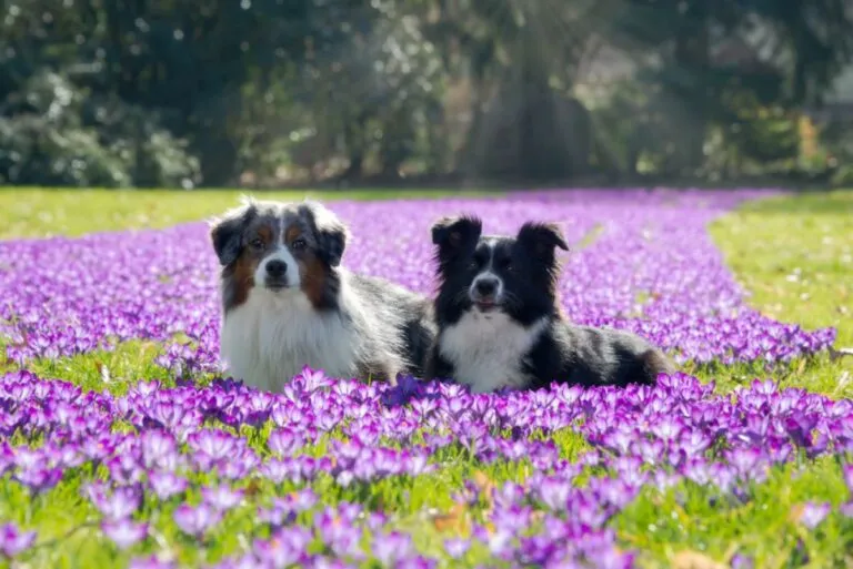 Två amerikanska schäferhundar i miniatyr i färgerna blue merle och svartvitt
