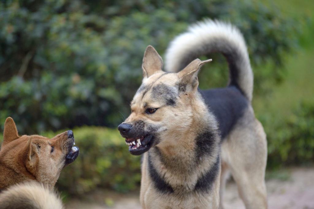 hund visar aggressioner mot andra hundar