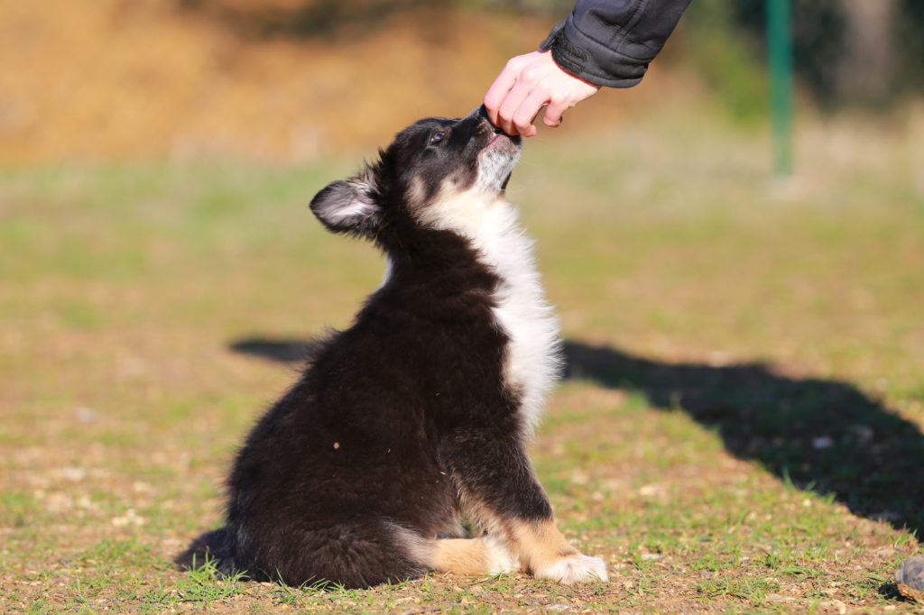 valp får hundgodis under valpträning