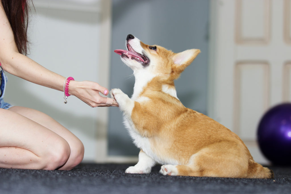 Corgi valp i träning