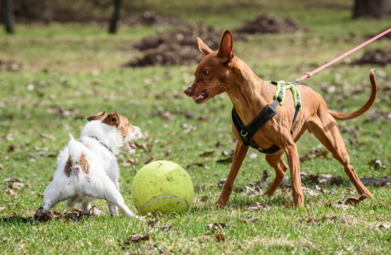 Aggressiv hund