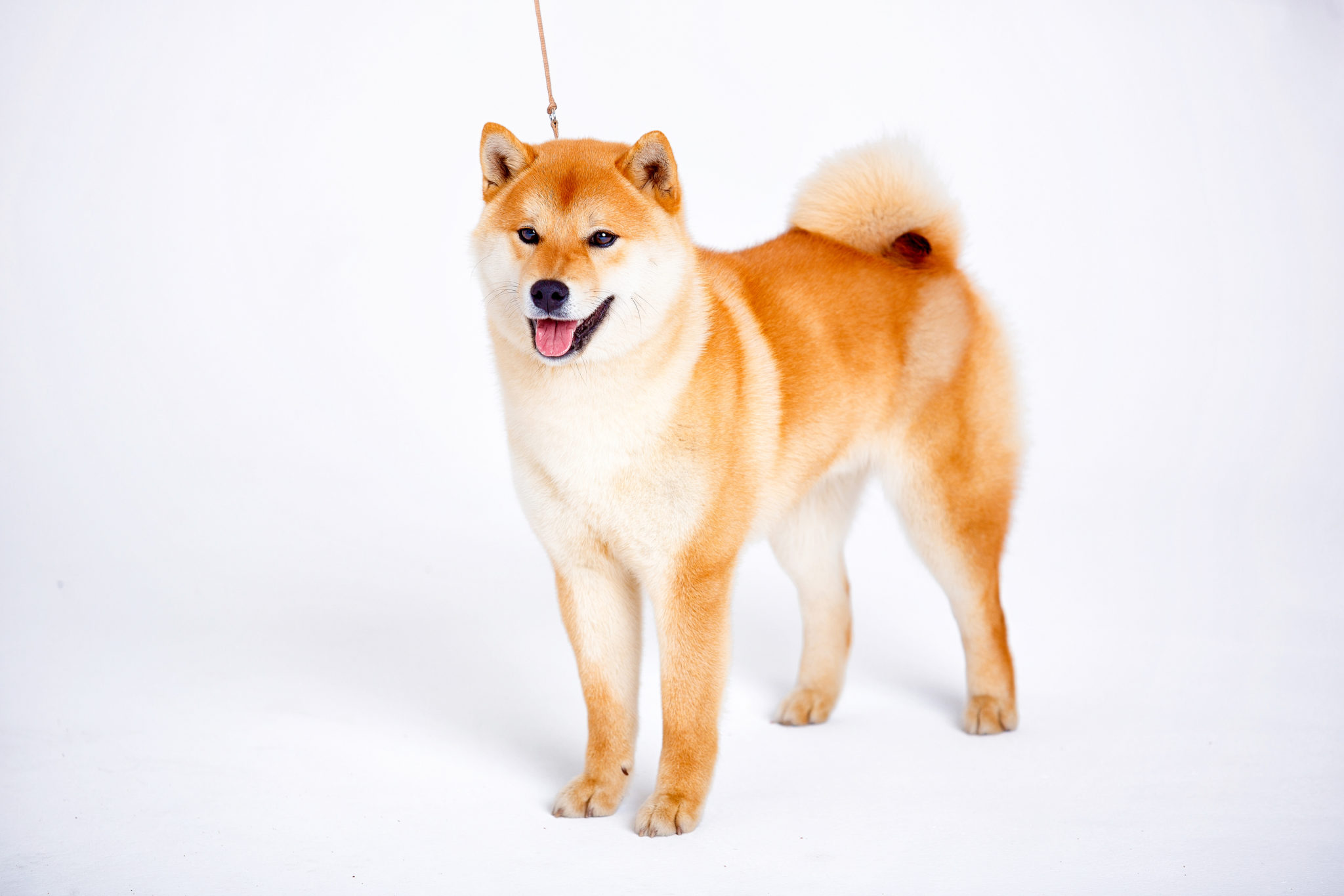 Hvor fint Svarende til Nogle gange nogle gange Shiba Inu | zooplus Magazine