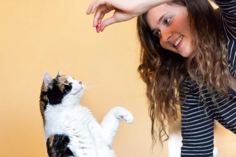 att lära ut katt-tricks