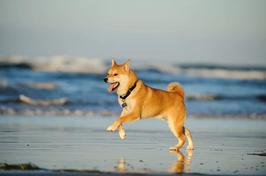 Shiba Inu leker på stranden