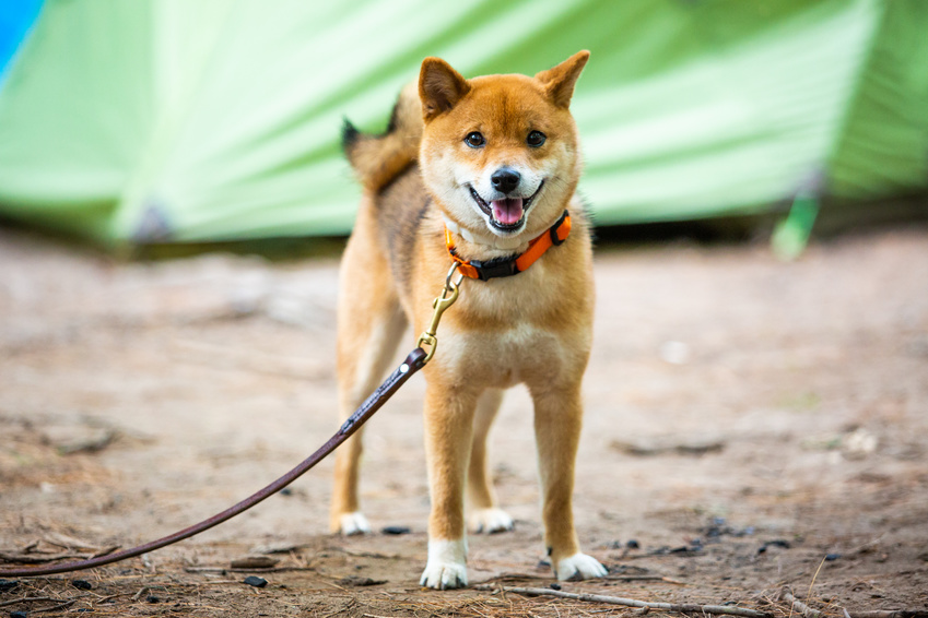 Shiba inu i träning