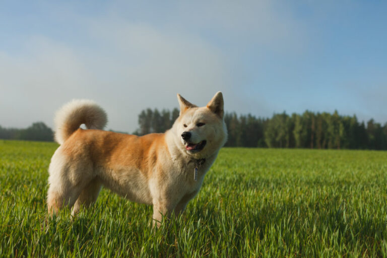 Akita inu i gräset