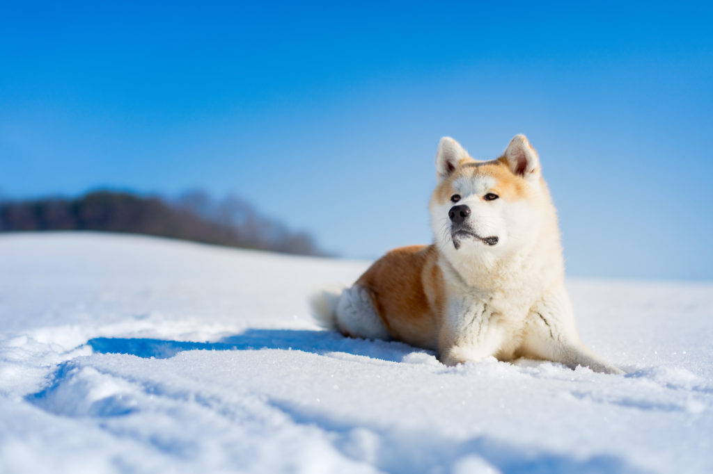 Akita Inu i snön