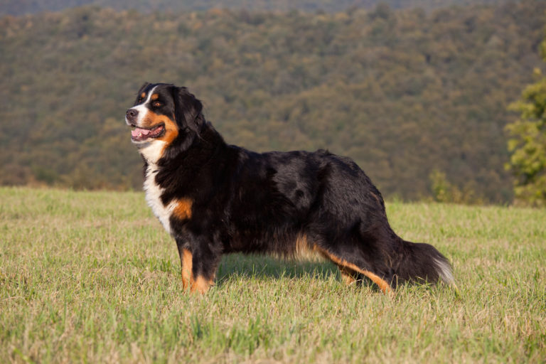 Berner Sennenhund i ståtlig position