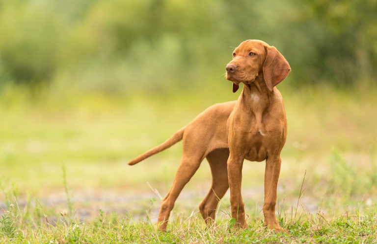 Hungarian Vizsla dog portrait Ungersk Vizsla