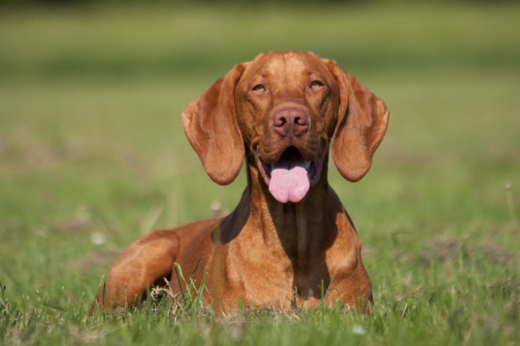Magyar Vizsla glas ungersk vizla i gräset