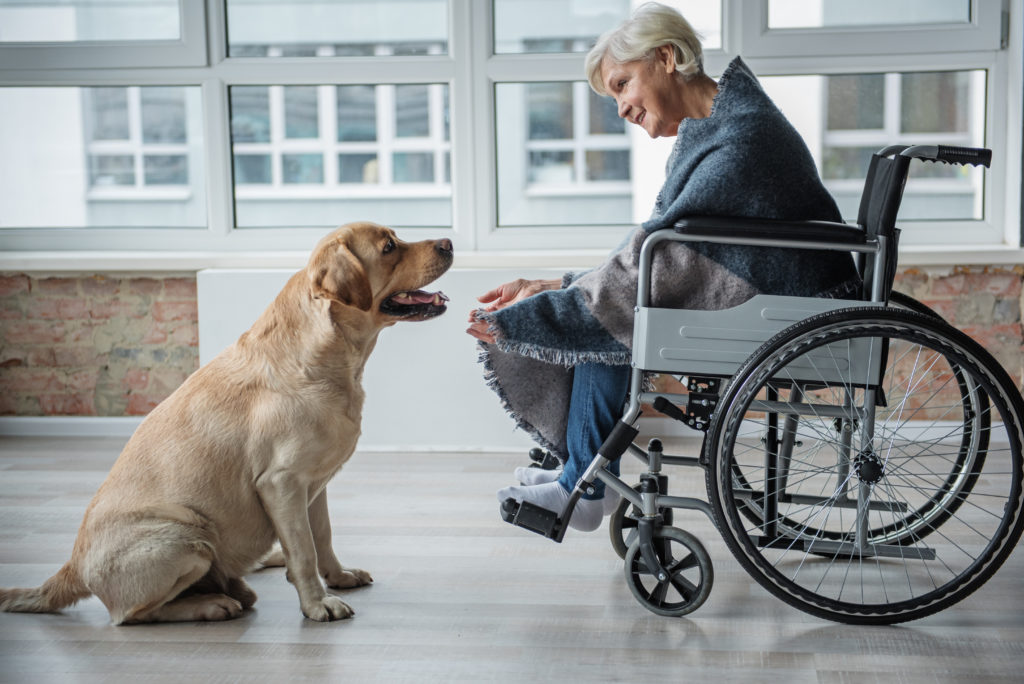 golden retriver arbetar som terapihund