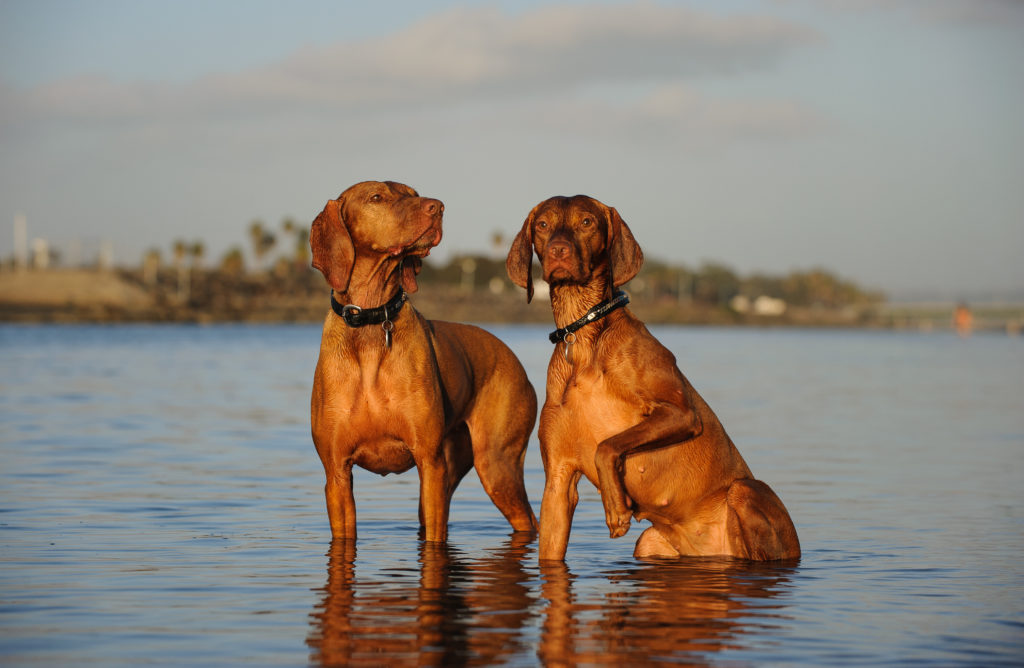 Two Vizsla dogs sitting and standing in blue water posing together