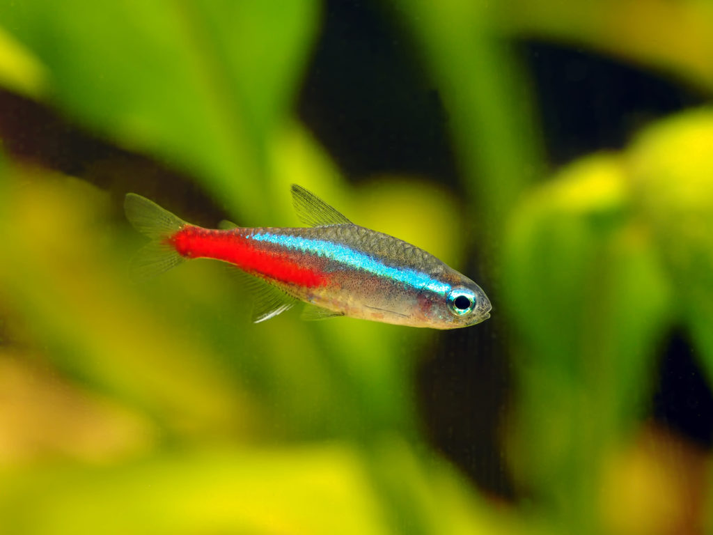 Neontetra i akvarium