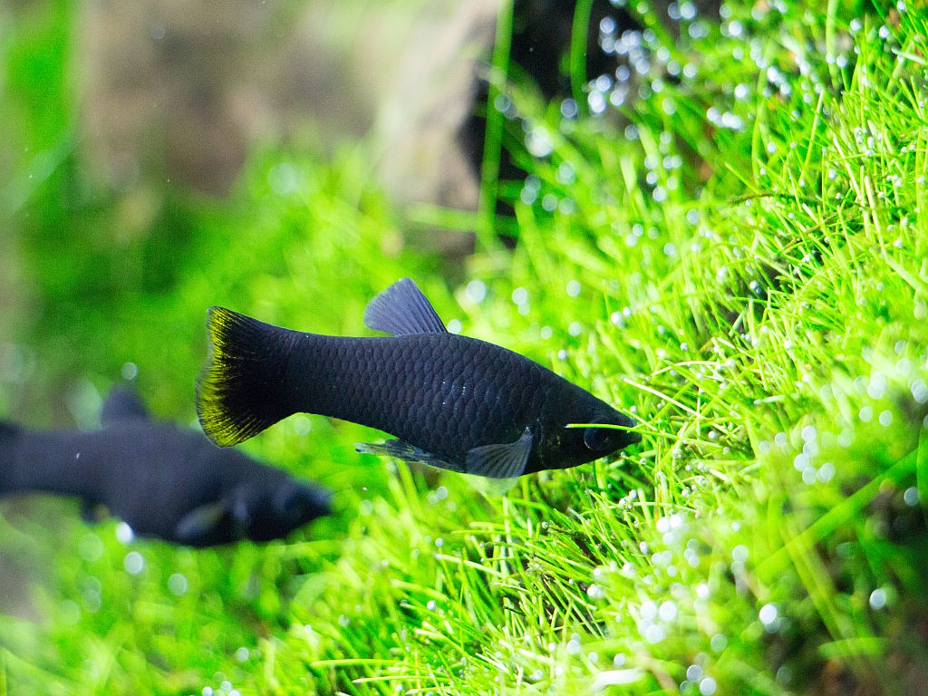 black molly i akvarium