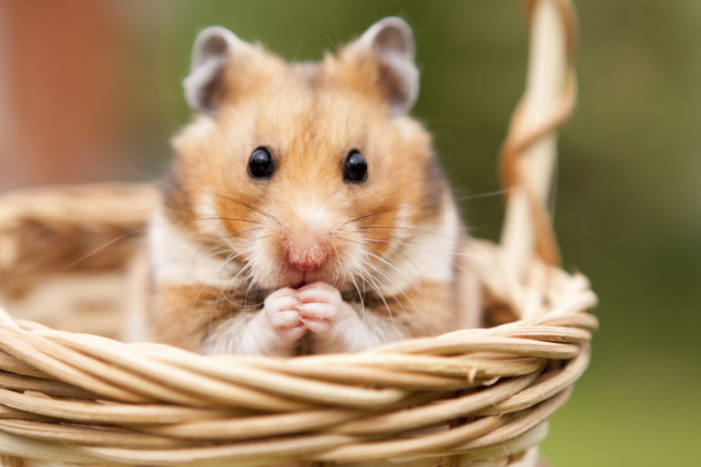 hamster