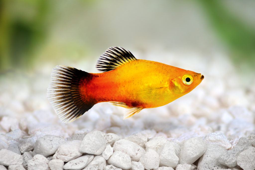 Platy i akvarium