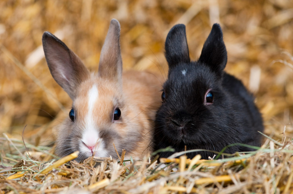 två kaniner
