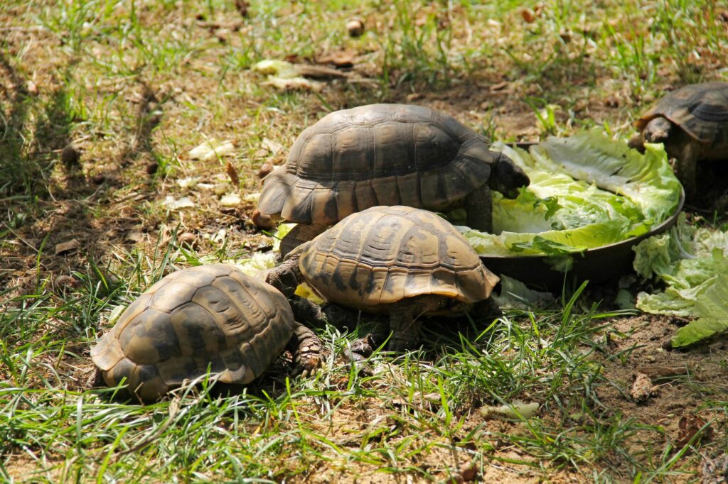 Grekisk sköldpadda i grupp i de fria
