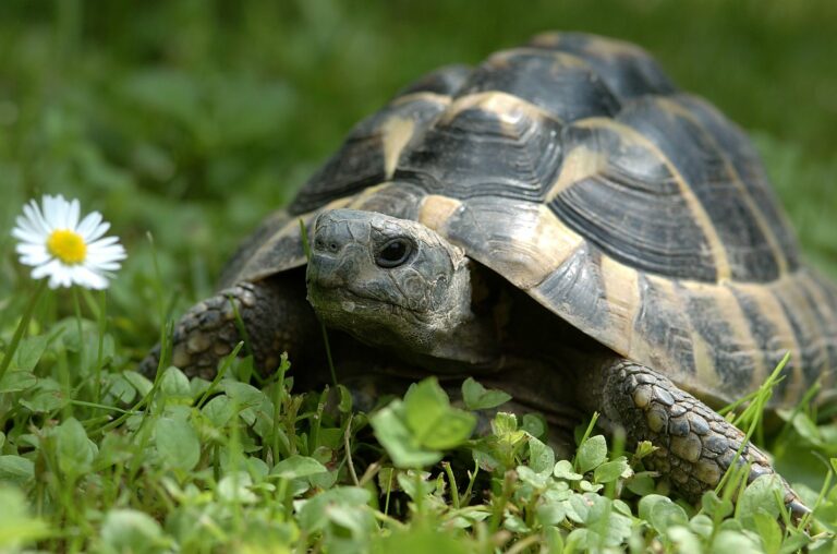 Grekisk sköldpadda