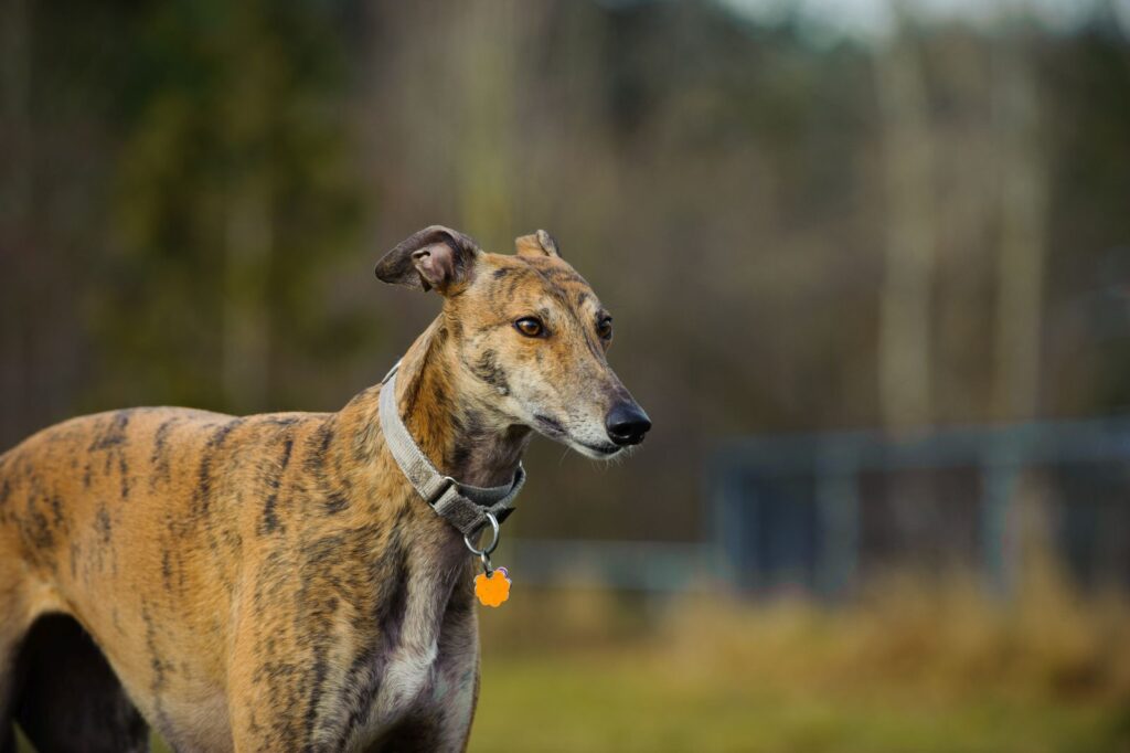 Greyhound standing in fenced in field Greyhound står ståtligt på fältet