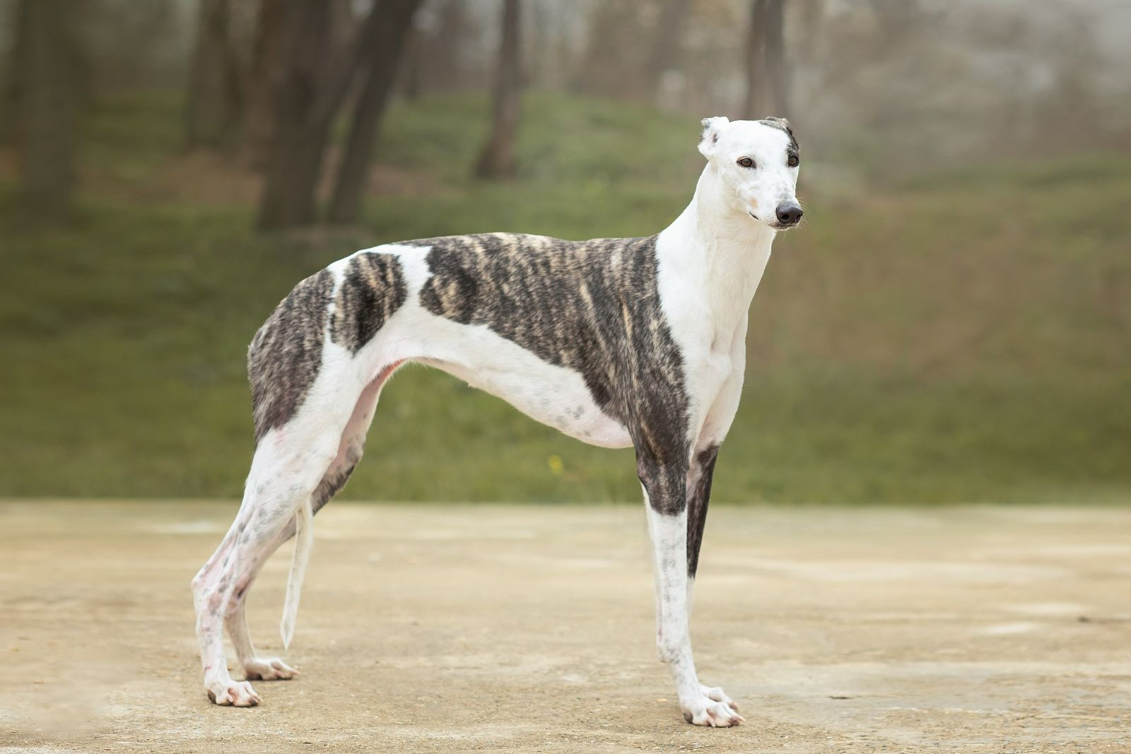 Greyhound - Familjehund som älskar att springa | zooplus Magasin