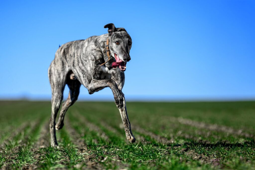 Greyhound running at full speed during a training session or exe Greyhound springer