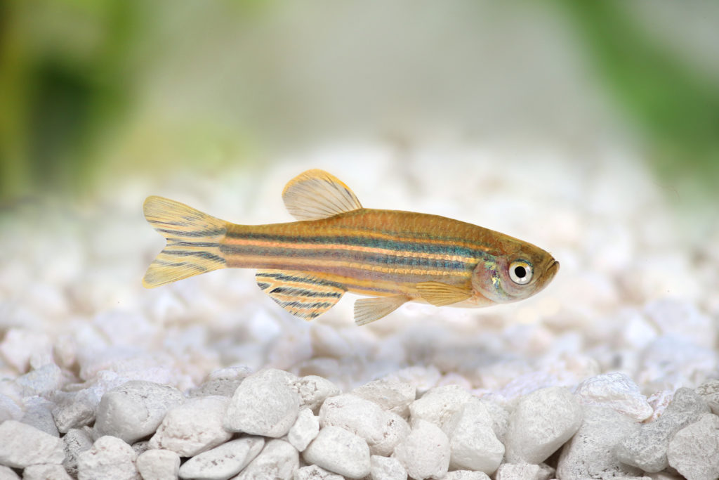 Zebrafisk i akvarium