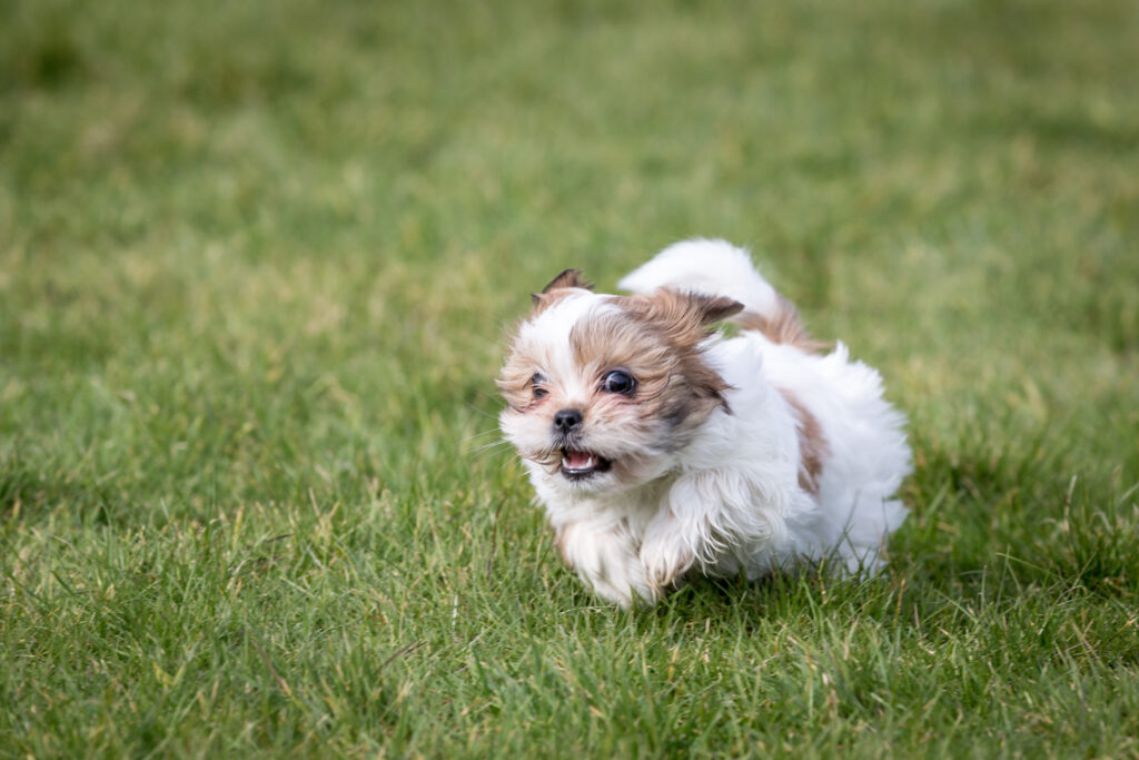 Shih Tzu Puppy