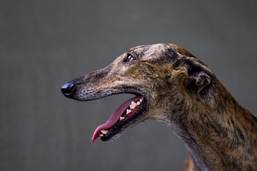 Greyhound har ett smalt huvud