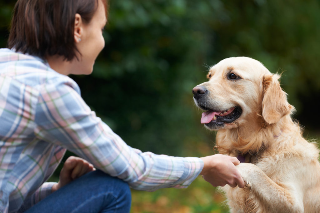 vuxen hund blir uppfostrad av sin ägare