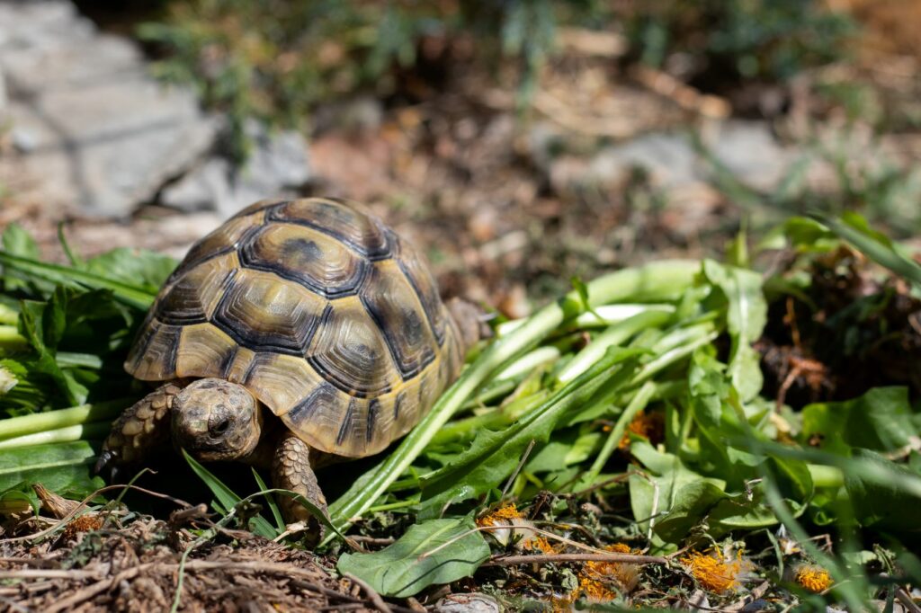 vegetarisk grekisk sköldpadda