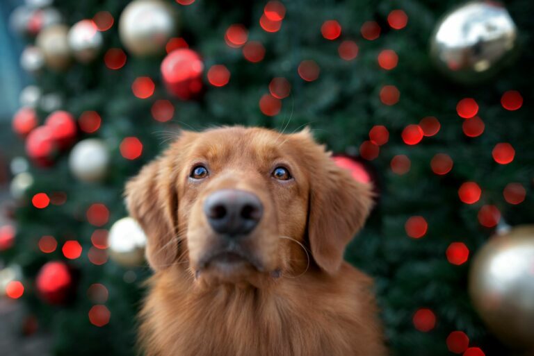 Gör din egen hundadventskalender