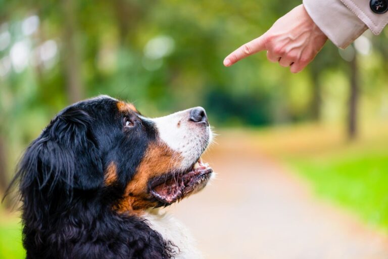 Hund lyssnar på sin ägare