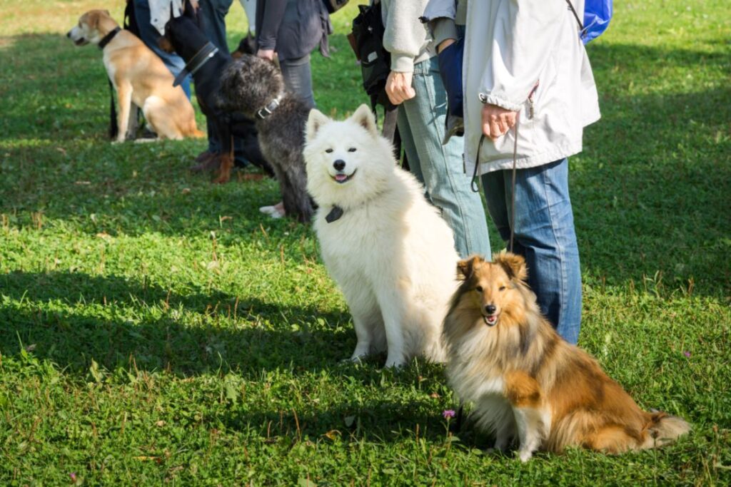 hund lär dig att lyssna på hundskolan