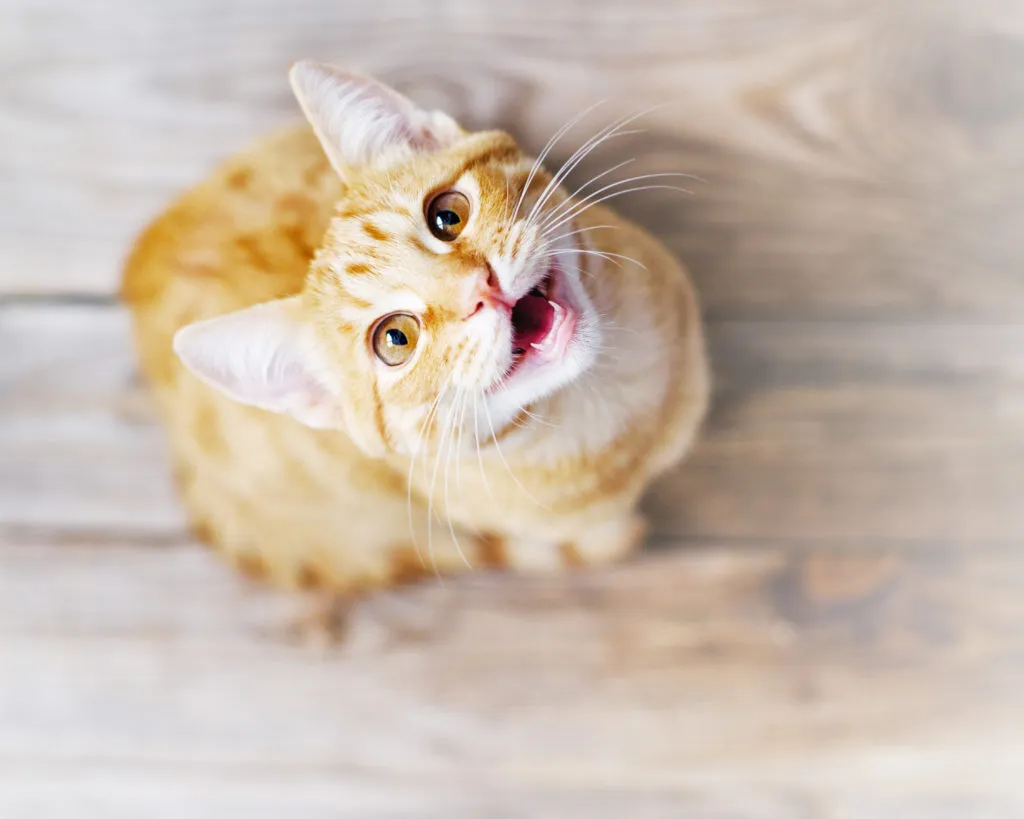 katt jamar och märker revir