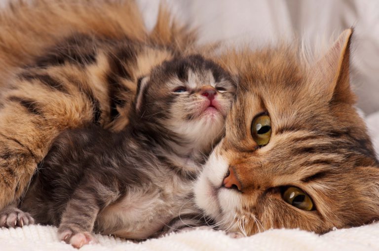 kattunge gosar med din mamma efter födseln