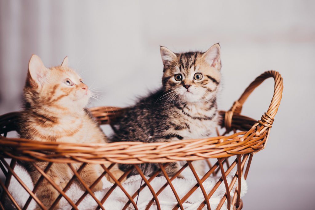 kattungar med olika pälsfärger kan avslöja kattungens kön