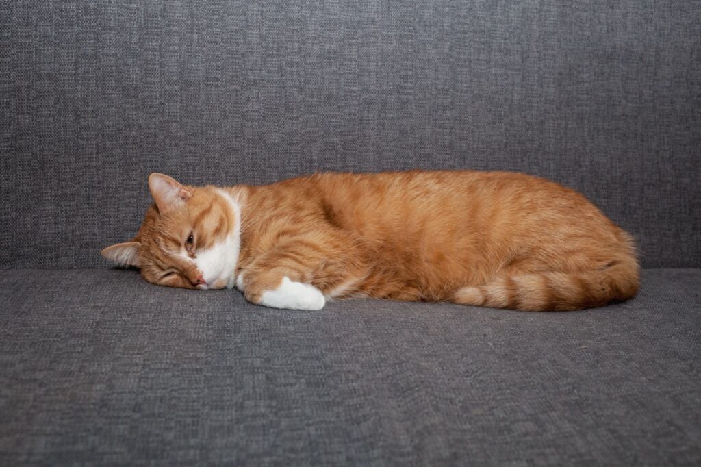 katt sover på soffan efter upplåsthet