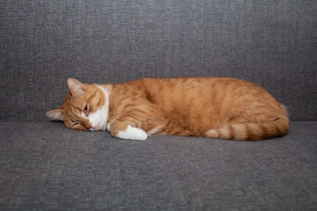 katt sover på soffan efter upplåsthet