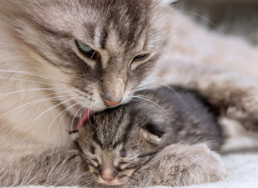 katt mamma rengör sin kattunge efter födseln