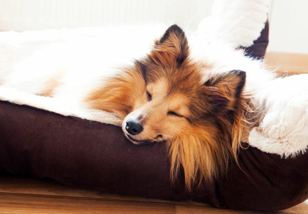 hund sover i sin hundsäng den har fått i present på alla hjärtans dag