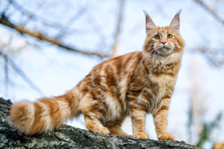 maine coon katt som klättrar i trädet